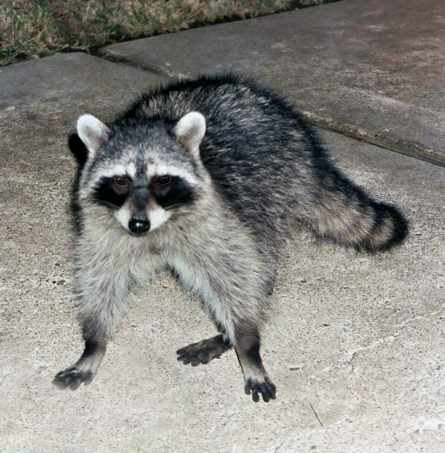 content_img.2370.img.bmp