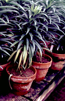 content_img.2385.img.bmp