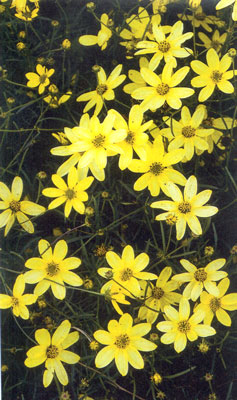 content_img.2435.img.bmp
