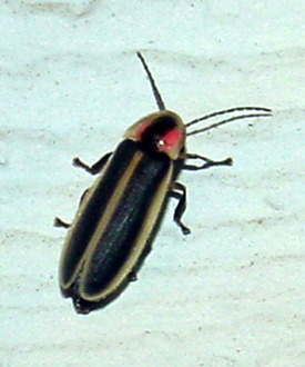 content_img.2539.img.bmp