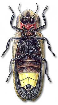 content_img.2540.img.bmp