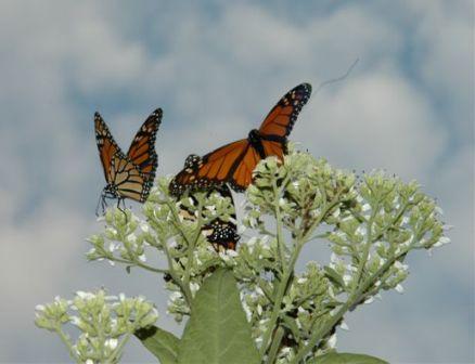 content_img.2772.img.jpg