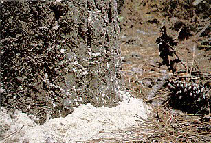 content_img.2899.img.bmp