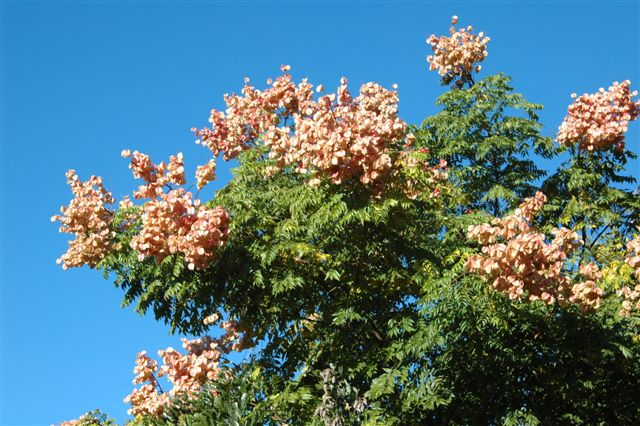 content_img.2940.img.jpg