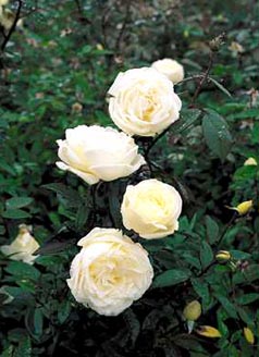 content_img.3284.img.jpg