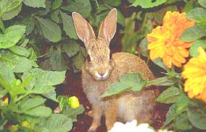 content_img.3984.img.jpg