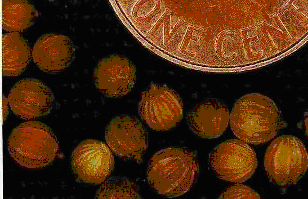 content_img.4681.img.bmp