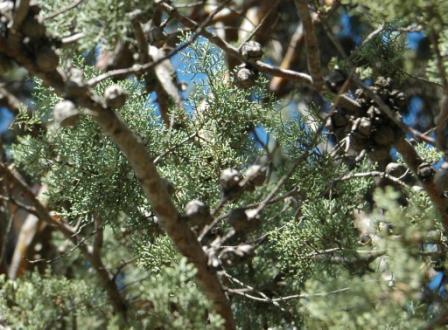 Arizona Cypress