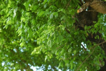 content_img.5970.img.jpg