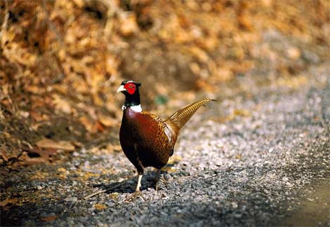 content_img.6623.img.jpg