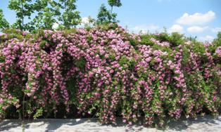 content_img.7052.img.jpg