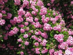 content_img.7053.img.jpg