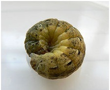 content_img.7177.img.jpg
