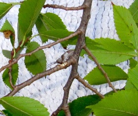 content_img.7447.img.jpg