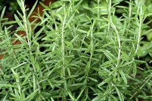 content_img.7521.img.jpg