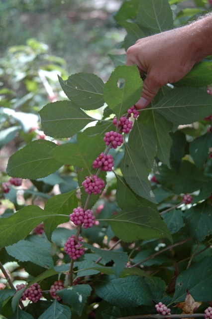 content_img.7624.img.jpg