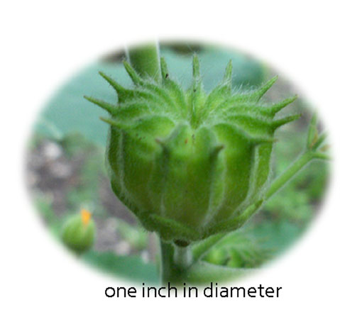 content_img.7824.img.jpg