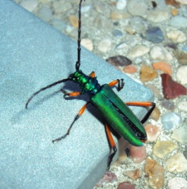 content_img.7980.img.jpg
