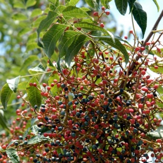 content_img.7991.img.jpg