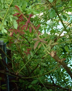 content_img.9032.img.jpg