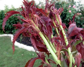 content_img.9033.img.jpg