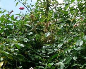 content_img.9035.img.jpg