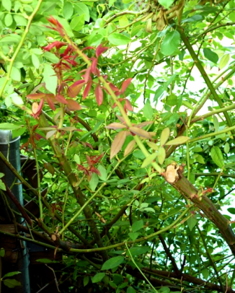content_img.9082.img.png