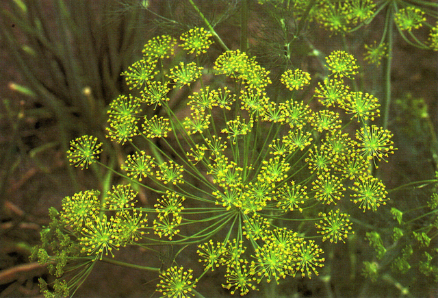 content_img.9262.img.jpg