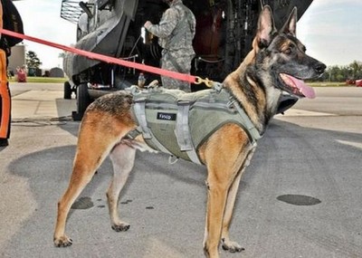 skydiving_dog_04