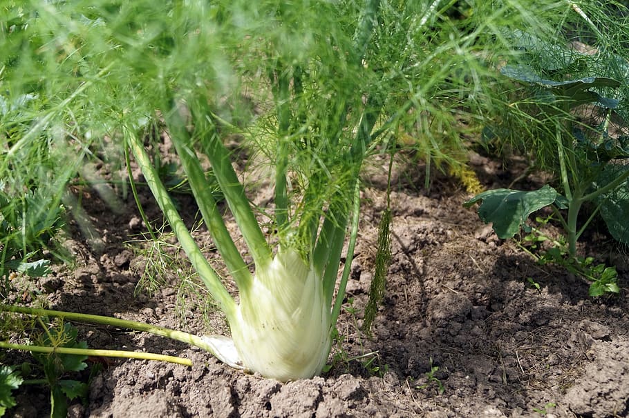 Fennel. Photo creative commons pxfule
