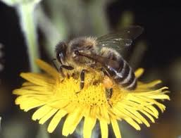 food_gathering_behavior_of_bees_full.jpg