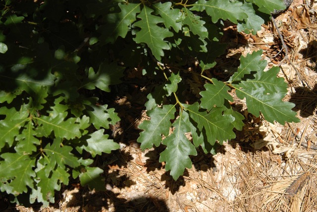 gambel-oak_001.jpeg