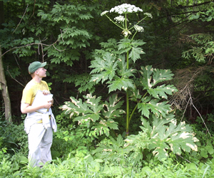 Image of giant hogweed