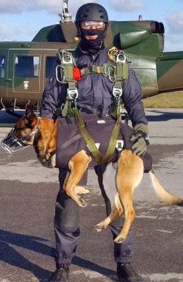 dog_jump3