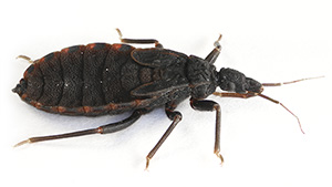 kbug3-th.jpg