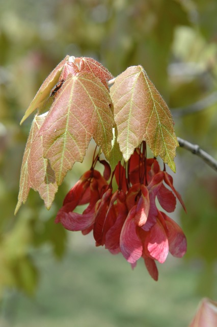 Drummond maple spring growth