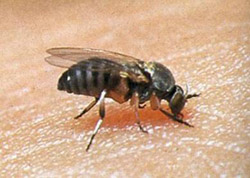 pcblackflies_buffalognats_clip_image002.