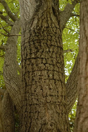photo_item.87.img.jpg