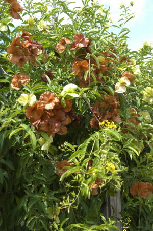 photo_item.95.img.jpg