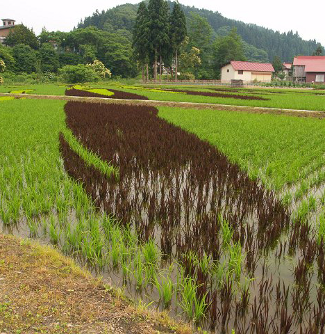 Rice paddy art, Japan --