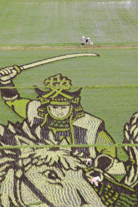 Rice paddy art, Japan --