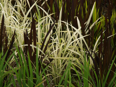 Rice paddy art, Japan --