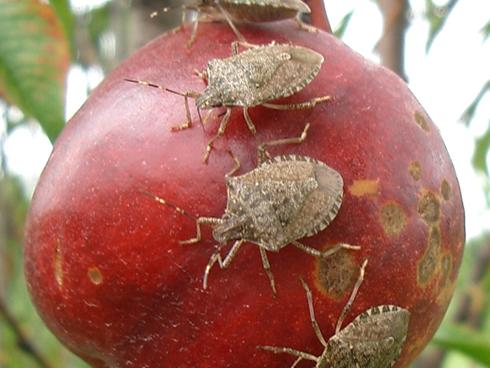 Stink bugs swarm over and feed on a nectarine. Sightings of the pest have been reported in 33 states, an increase of eight states since last fall [date? 2014].