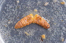 Photo of a nematodes bursting out of dead wax moth larva.