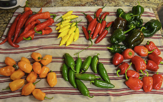 Hot peppers for jelly, clockwise - habaneros-hot-Portugal-hot-Lemon-serrano-poblano-cajun-bell-jalapenos
